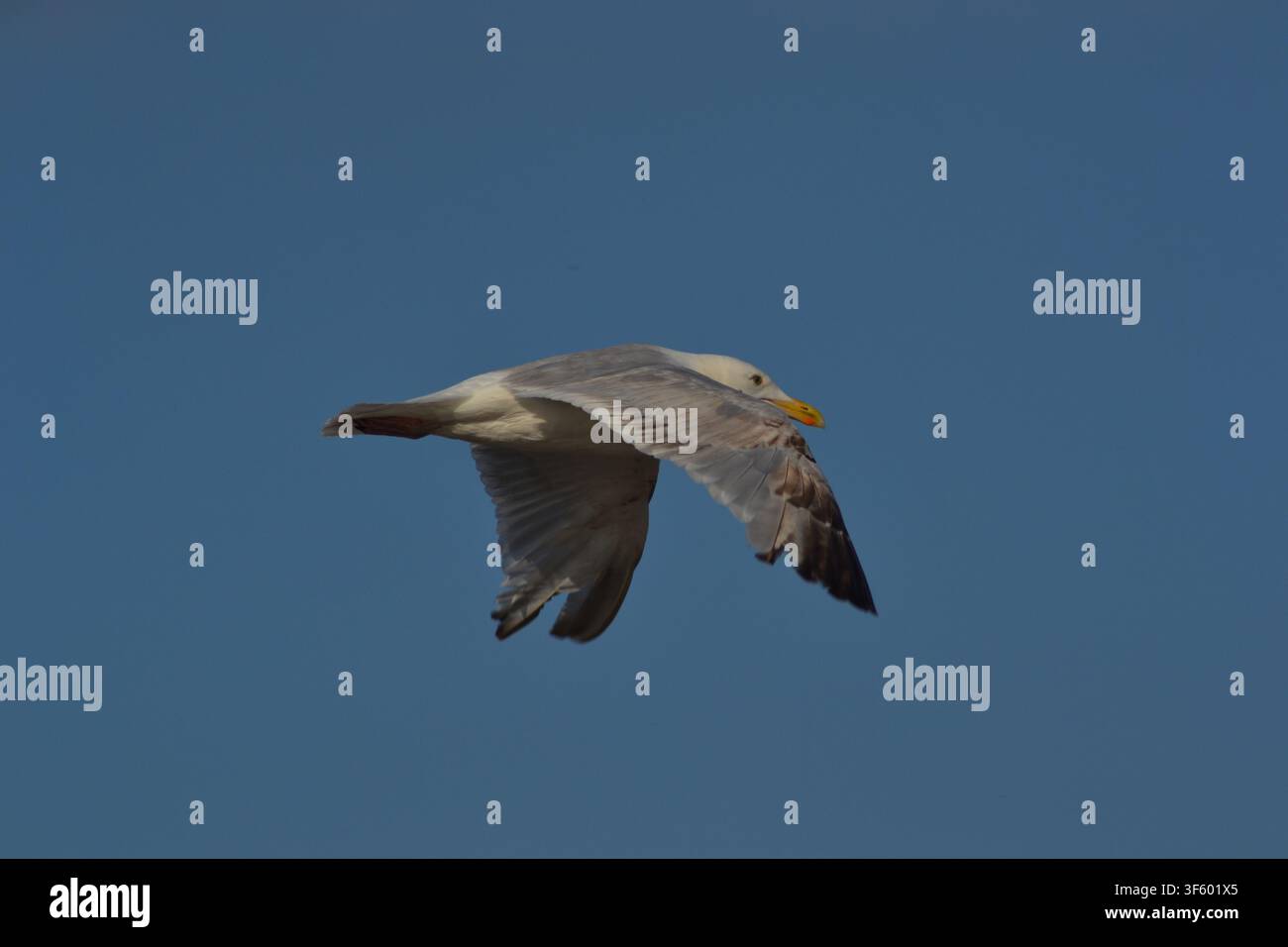 Seagull In Flight Stock Photo
