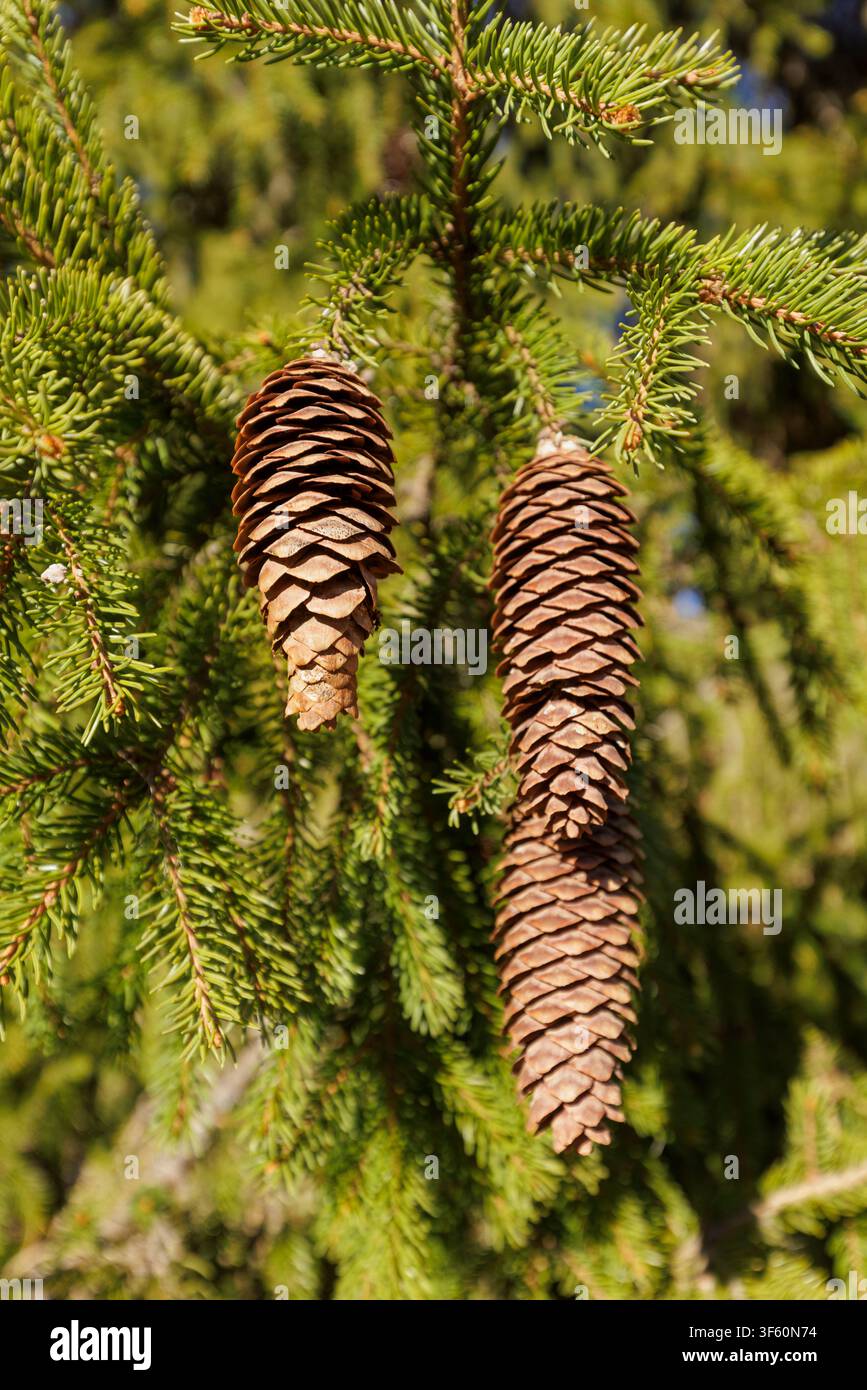 Three spruce cones ( picea abies ) on spruce tree branch, Finland Stock Photo