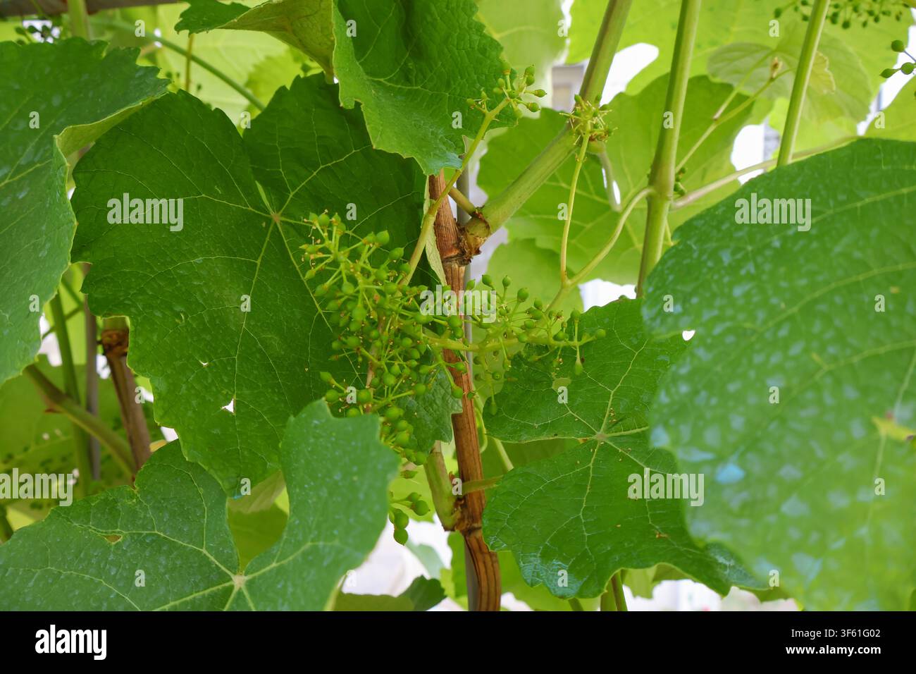 Young green grape clusters growing on a grapevine in summer. Stock Photo