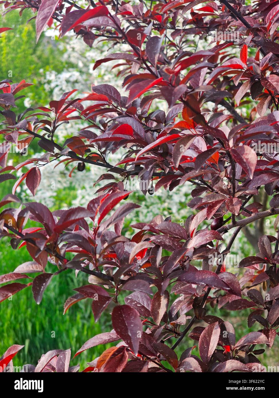 Vibrant Purple Leaf Sand Cherry Branches Prunus x Cistena Close Up in Spring for Ornamental Shrub and Landscaping Concept | Botany, Botanical, Ecology - Smartphone Captured Stock Image