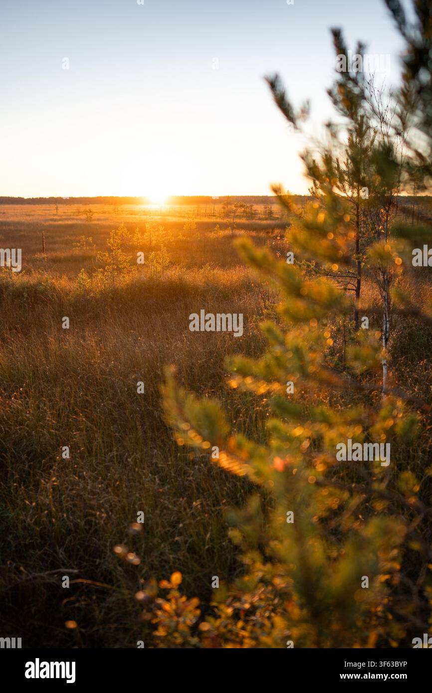 Autumn sunset landscape at peat bog wetland in national park with small pine trees growing on field. Stock Photo