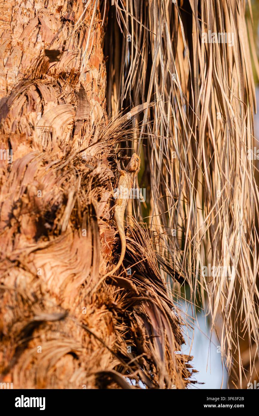 A small lizard camouflaged against the rough, textured bark of a palm tree in natural sunlight. Stock Photo