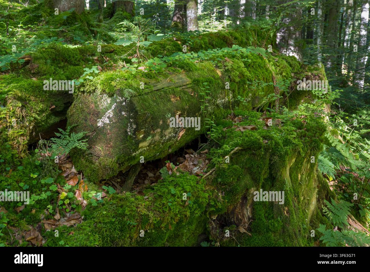 Fallen tree trunk covered in moss, Upper Bavaria, Bavaria, Germany Stock Photo