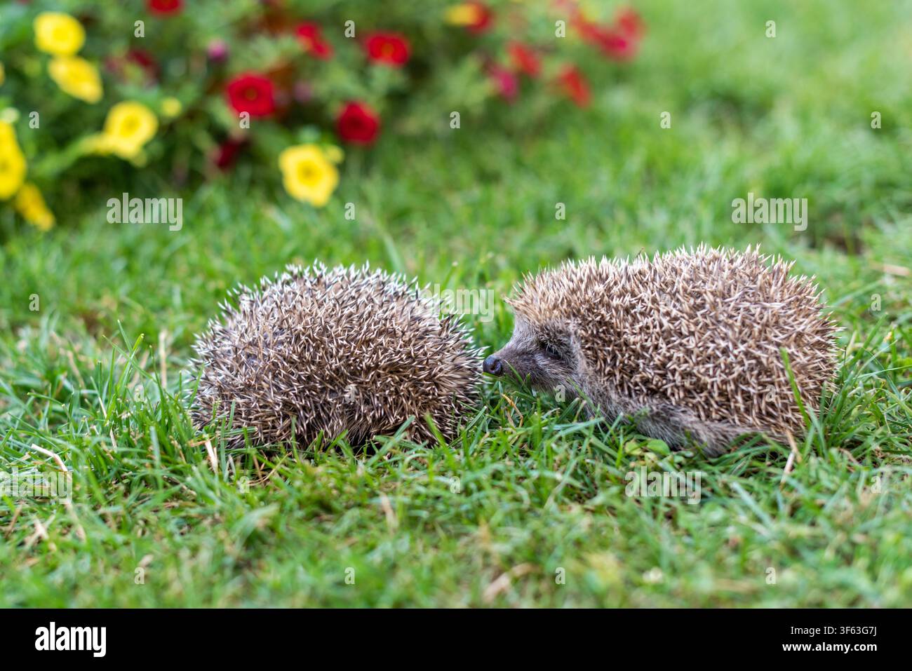 Shown curled hi-res stock photography and images - Alamy