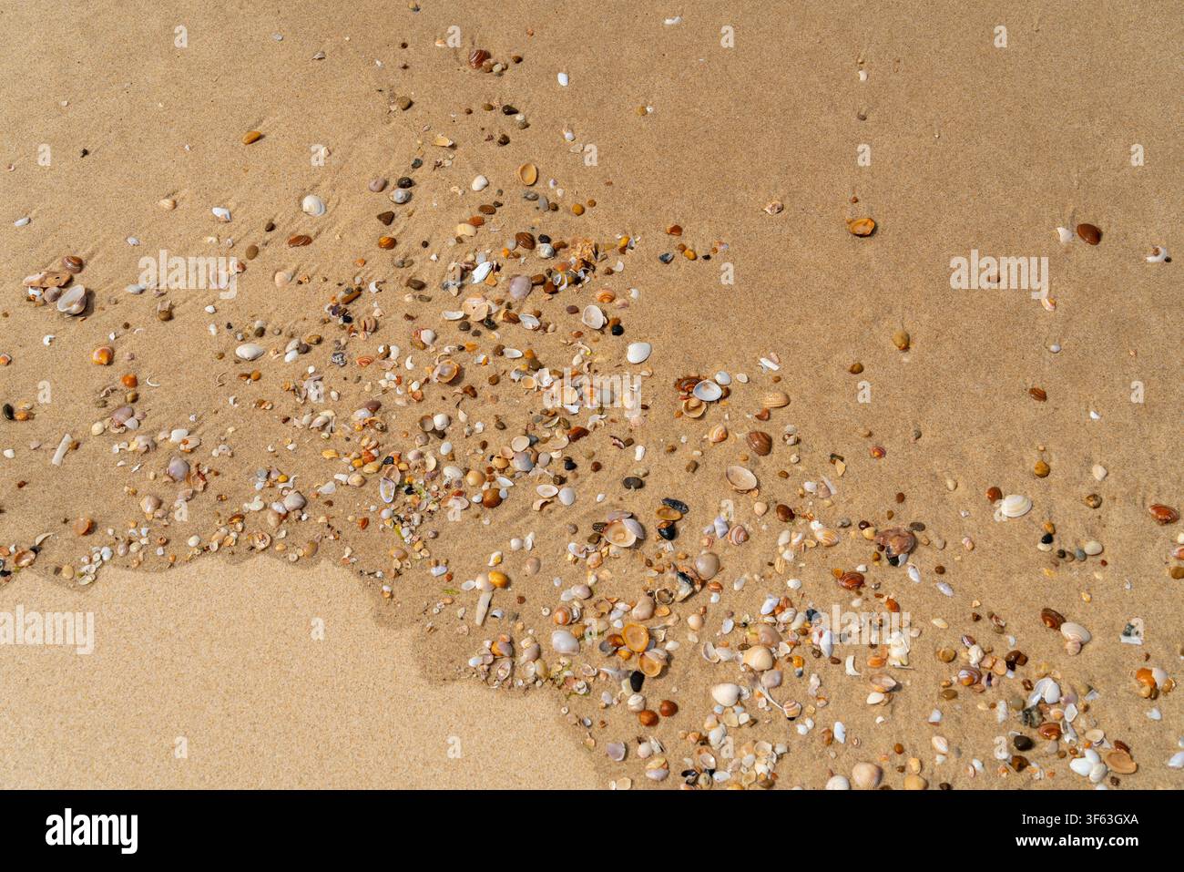 Full frame backdrop seen small colorful clam shells on sandy back Stock Photo