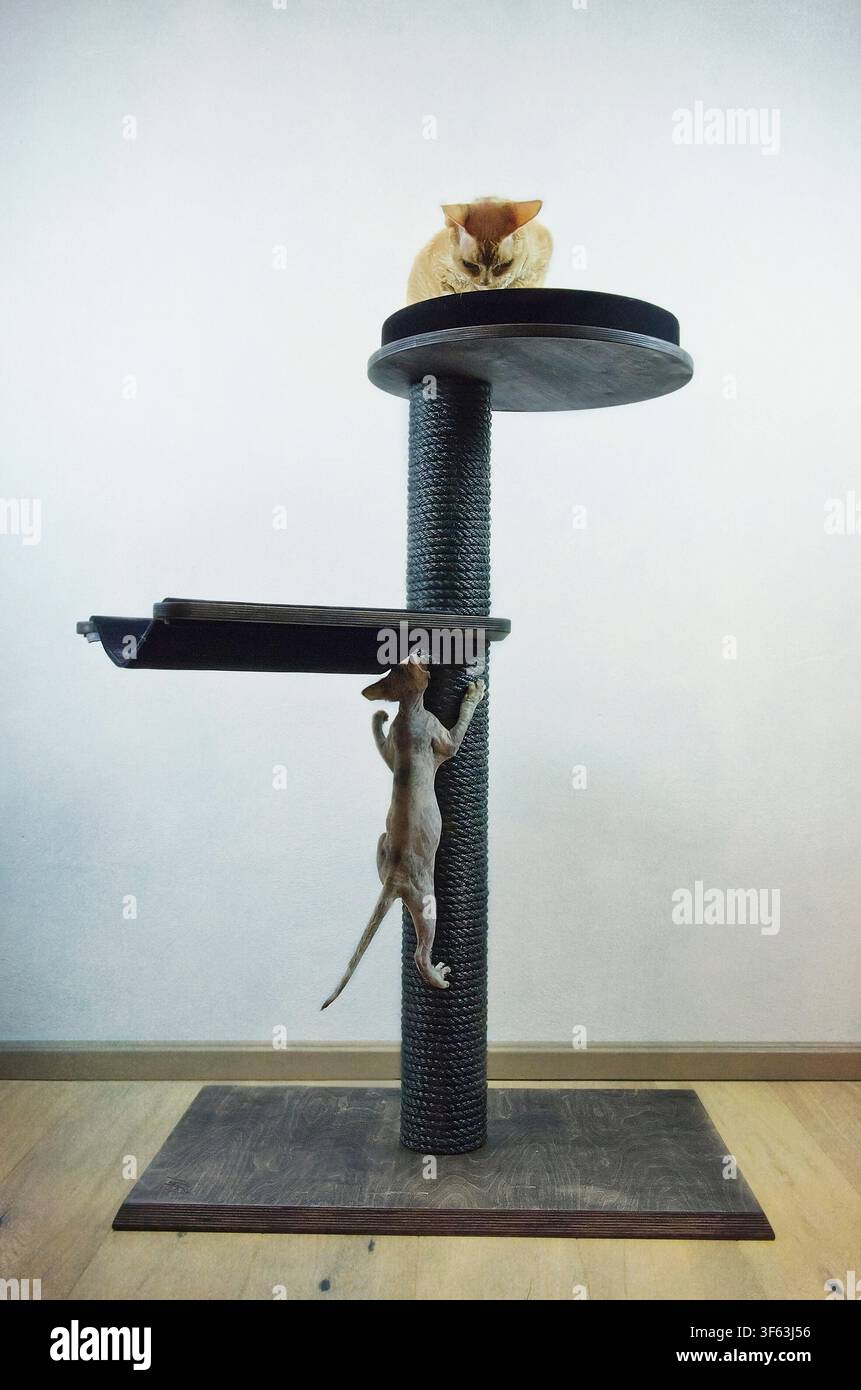 Devon Rex cats on their scratching post Stock Photo