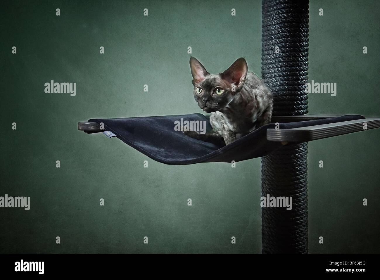 Portrait of a Devon Rex cat on its scratching post Stock Photo
