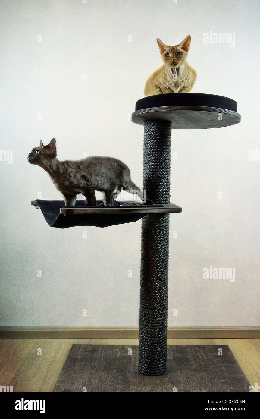 Devon Rex cats on their scratching post Stock Photo