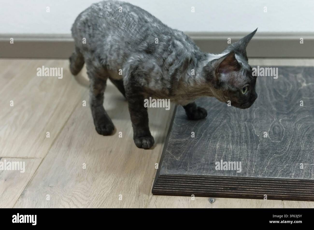 Portrait of a Devon Rex cat on its scratching post Stock Photo