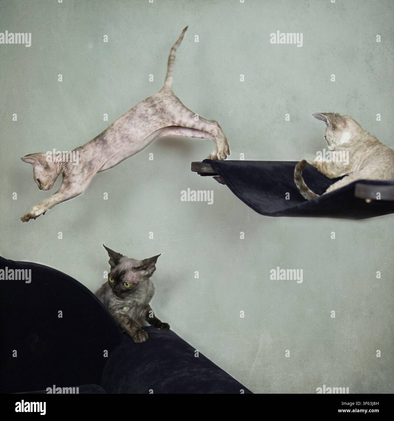 Devon Rex cats on their scratching post Stock Photo