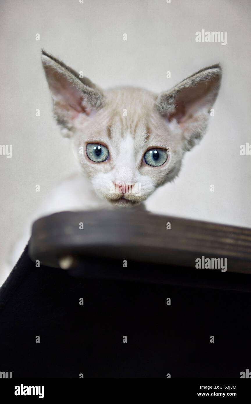 Portrait of a Devon Rex Kitten Stock Photo