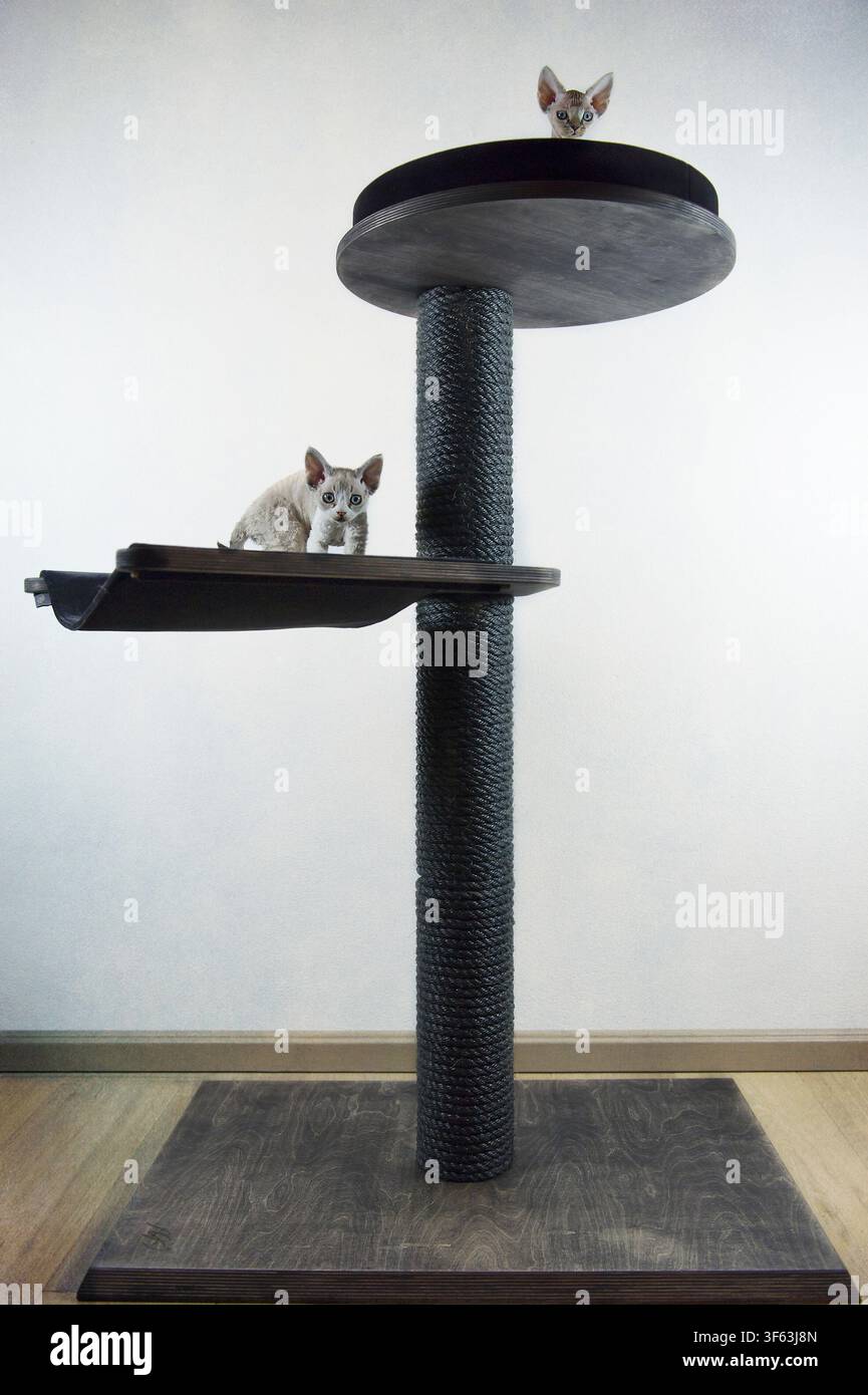 Devon Rex cats on their scratching post Stock Photo
