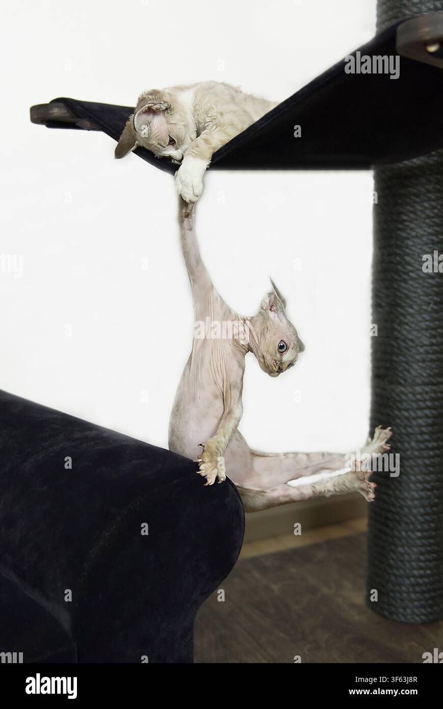 Devon Rex kittens on their scratching post Stock Photo