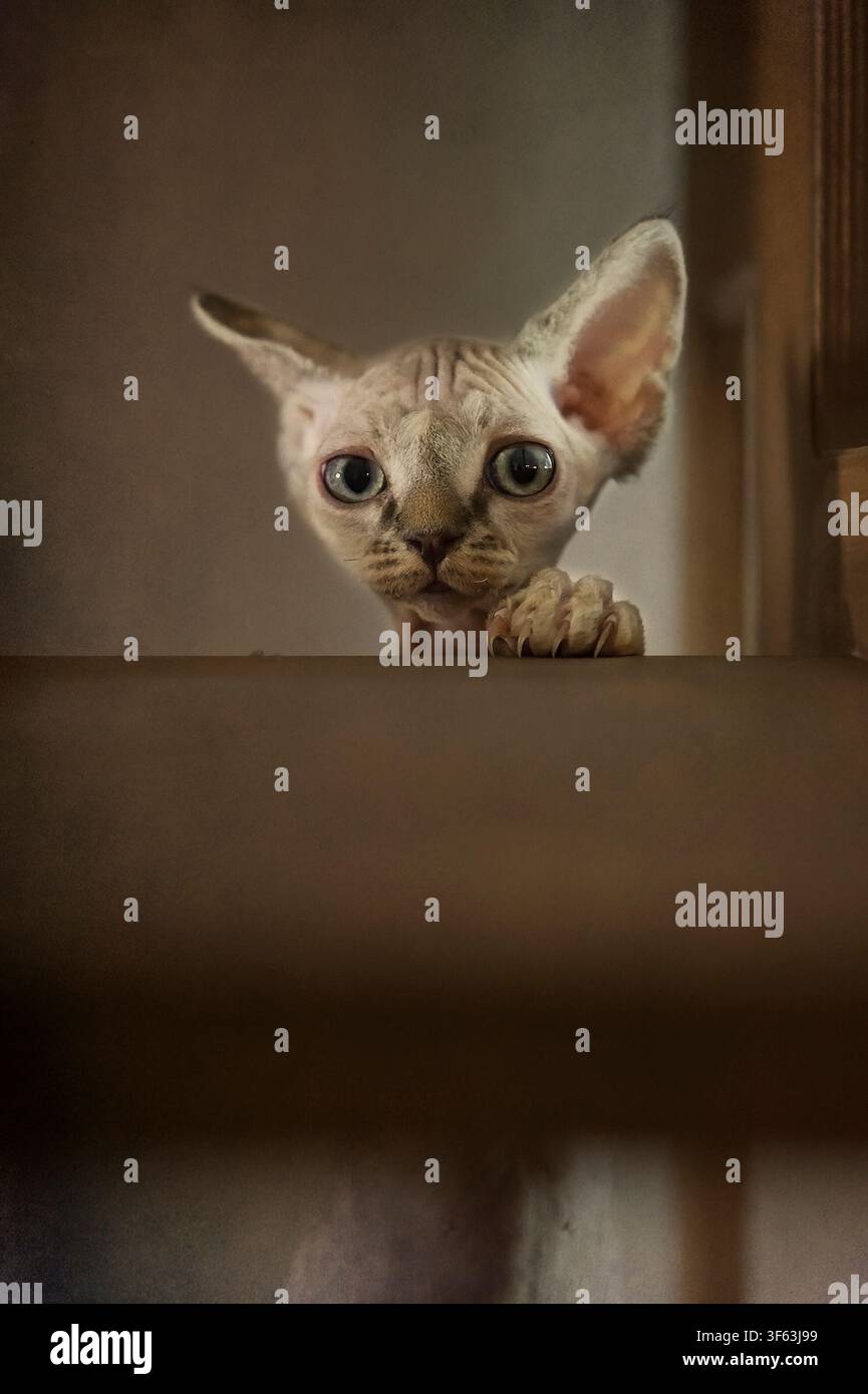 Portrait of a Devon Rex Kitten Stock Photo
