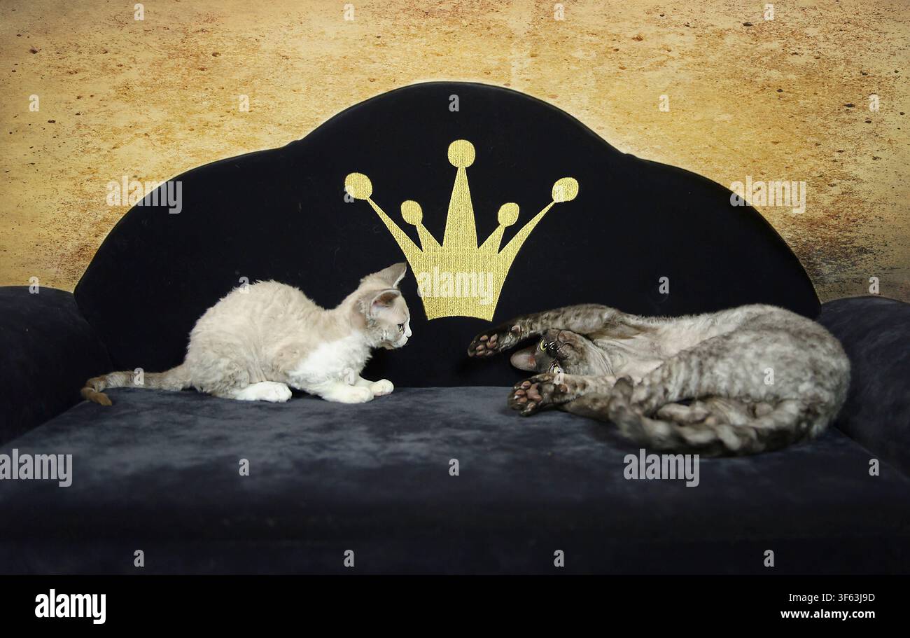 Devon Rex cats on their cat sofa Stock Photo