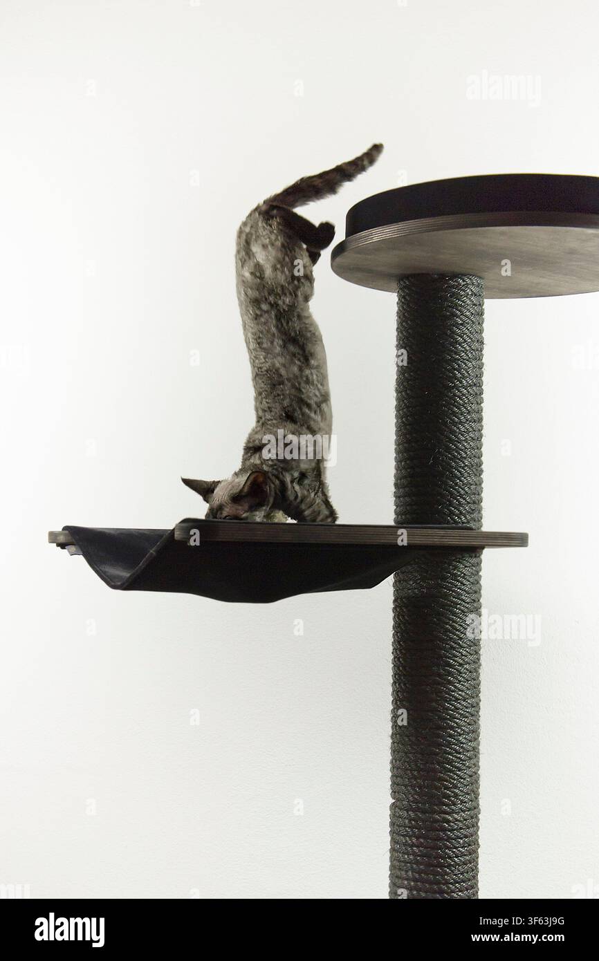 A Devon Rex cat on its scratching post Stock Photo