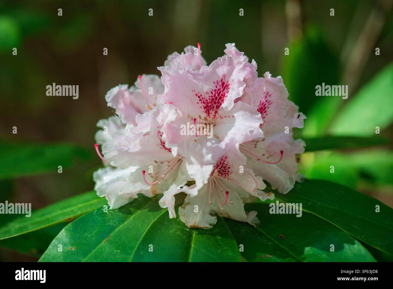 Azalea in Bloom Stock Photo