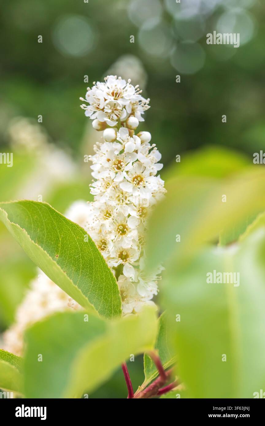 wild black cherry Stock Photo