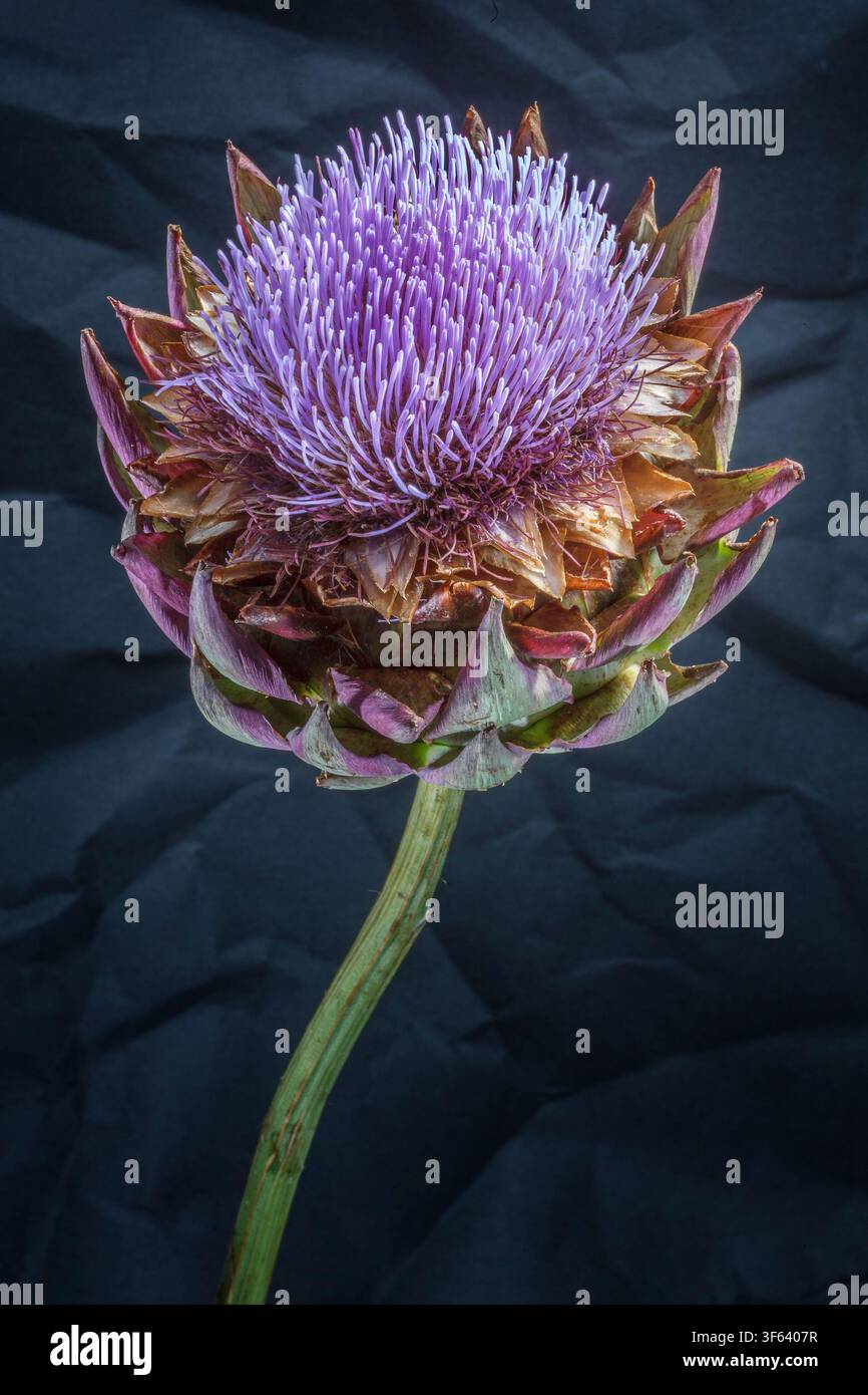 Artichoke flower against a black background Stock Photo