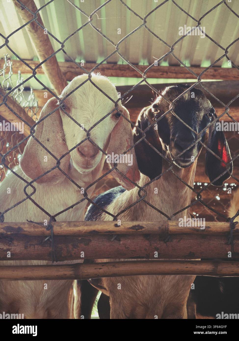 A pair of goats are gazing intently at me - Smartphone Captured Stock Image