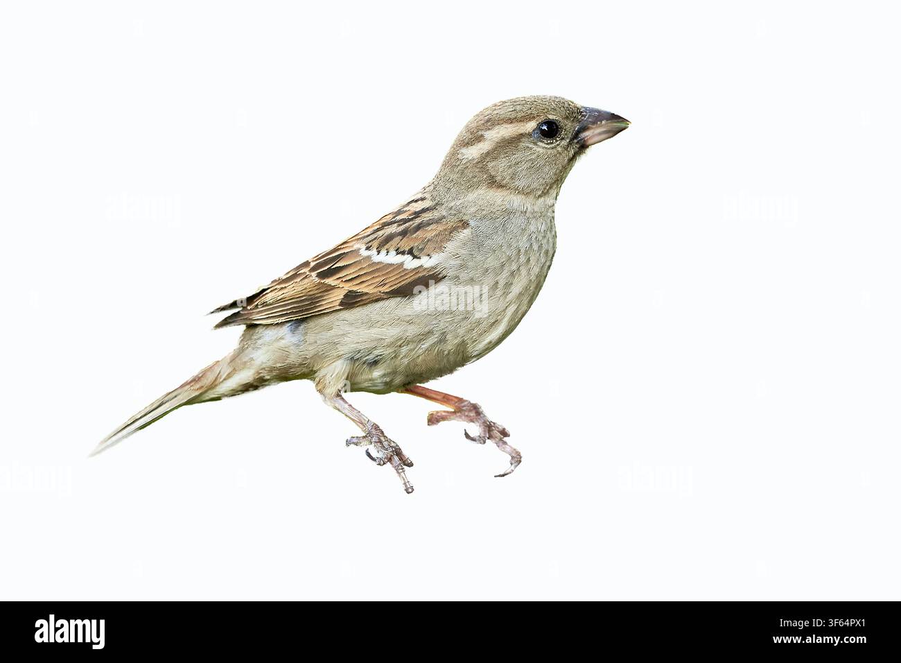 House sparrow female bird (Passer domesticus) Stock Photo