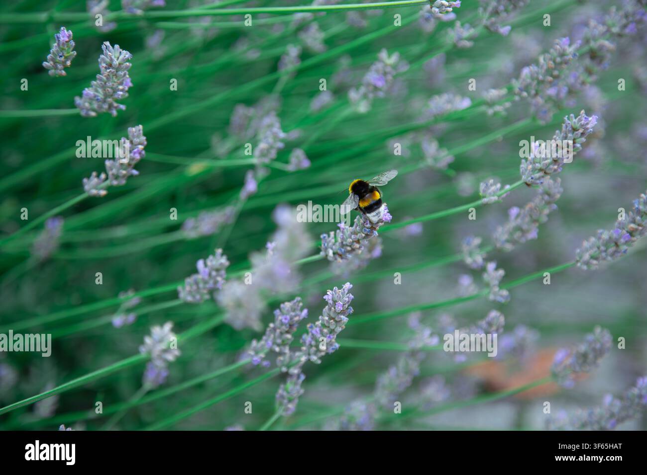 A bumblebee sits gently on a cluster of lavender flowers surrounded by a lush soft green background that creates a calm and natural atmosphere. The in Stock Photo