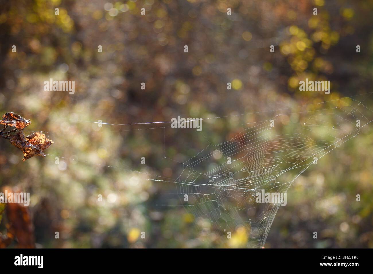 Spidernet in sunlight on blurry forest background Stock Photo