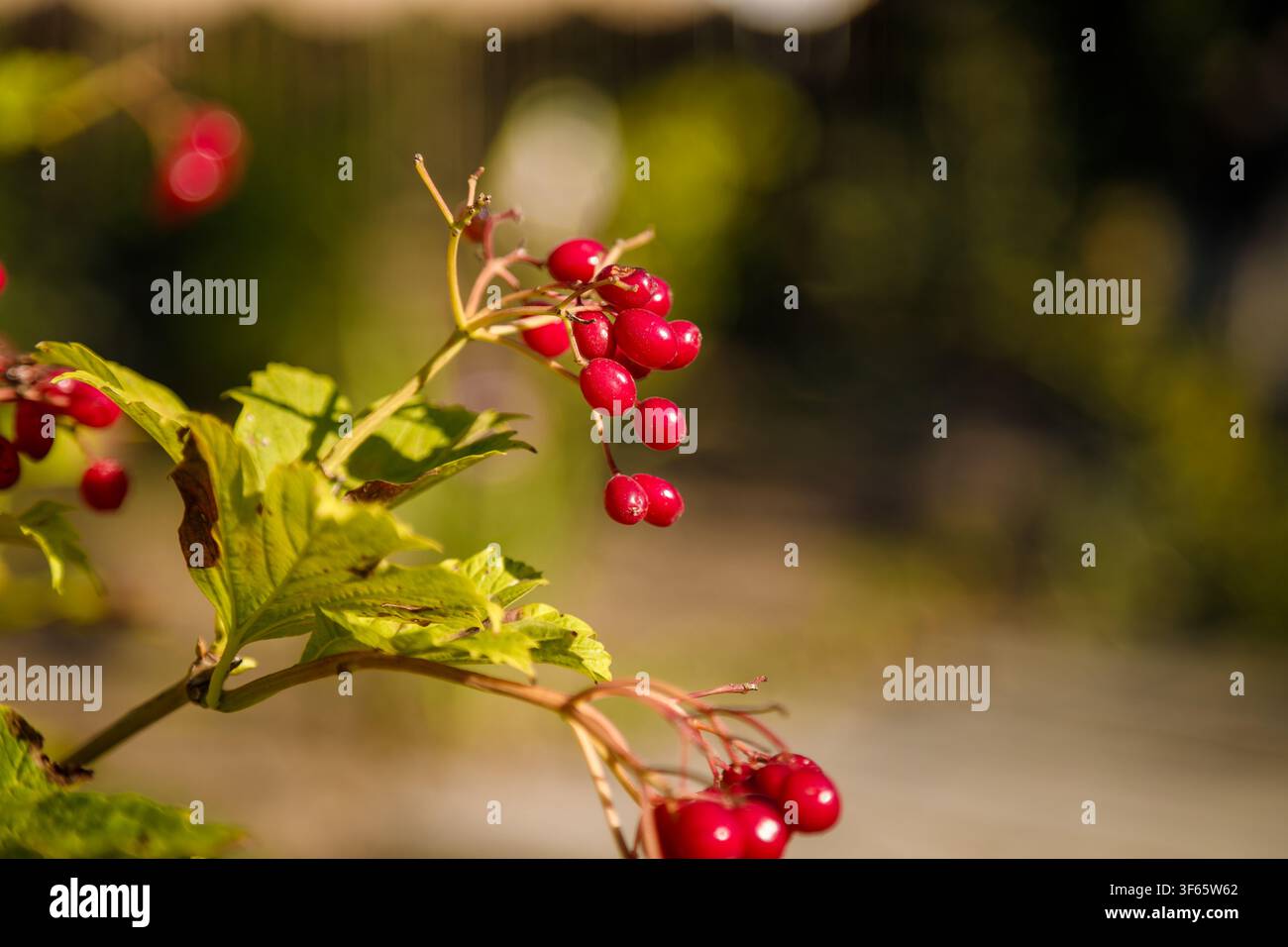 Red viburnum berries on blurry green background, copy space Stock Photo
