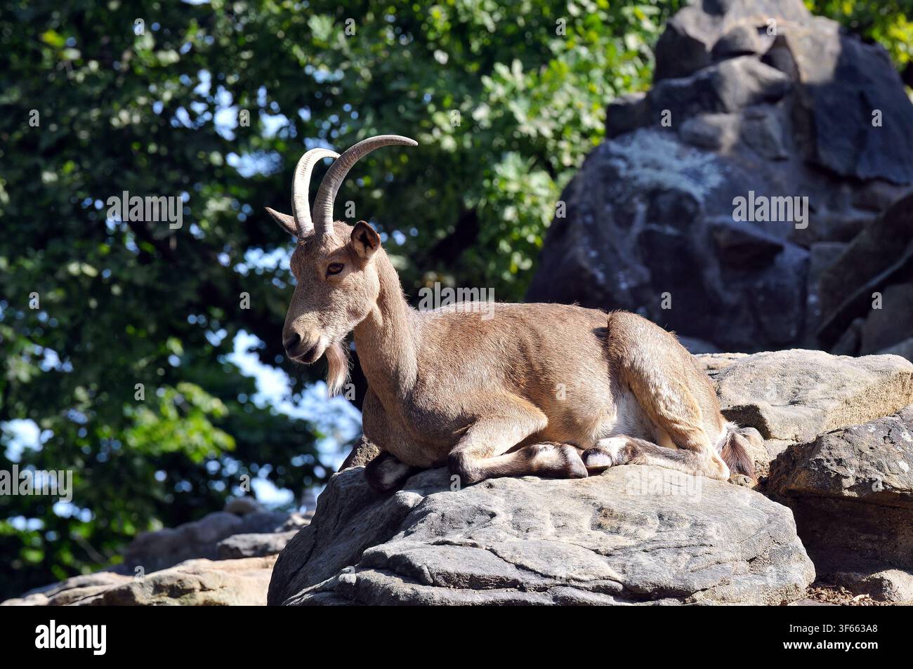 Bouquetin dasie hi-res stock photography and images - Alamy