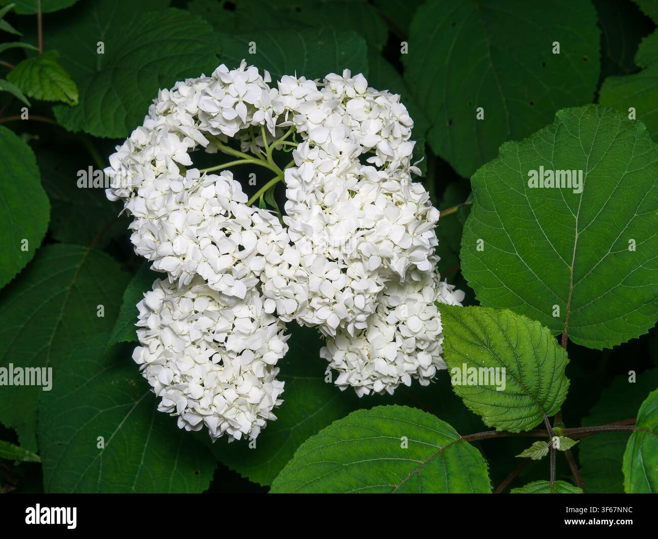 White  Hydrangea (Hydrangea arborescens) in bloom,Quebec,Canada Stock Photo