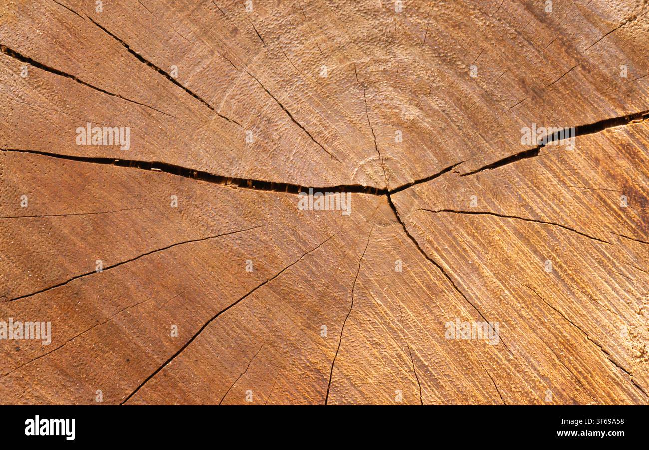 Cracked Tree Stump Wood Texture Background Close Up Stock Photo