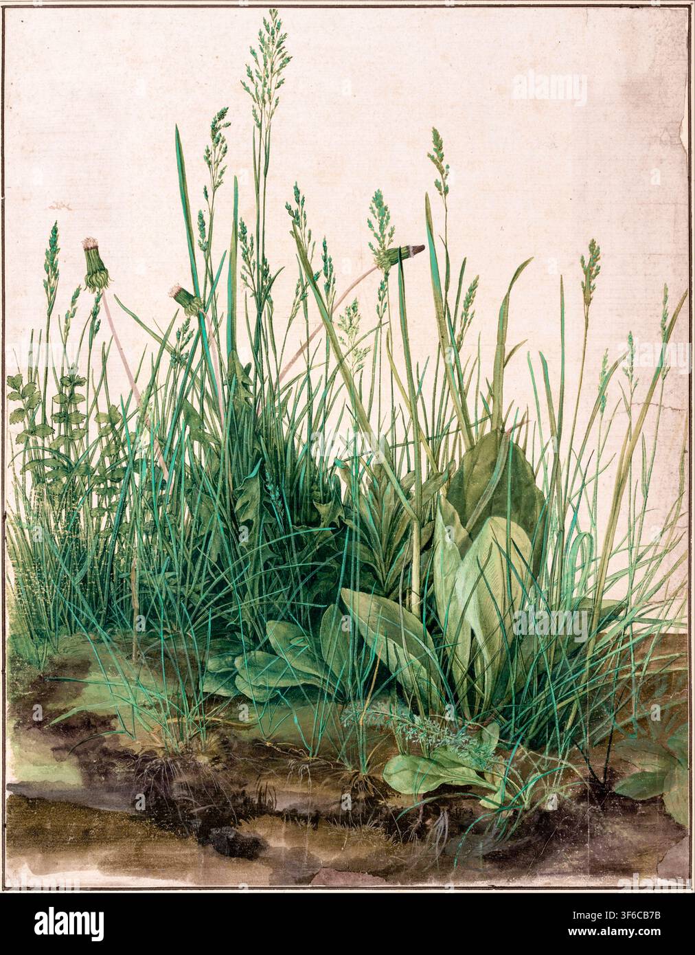 Albrecht dürer the large piece of turf hi-res stock photography
