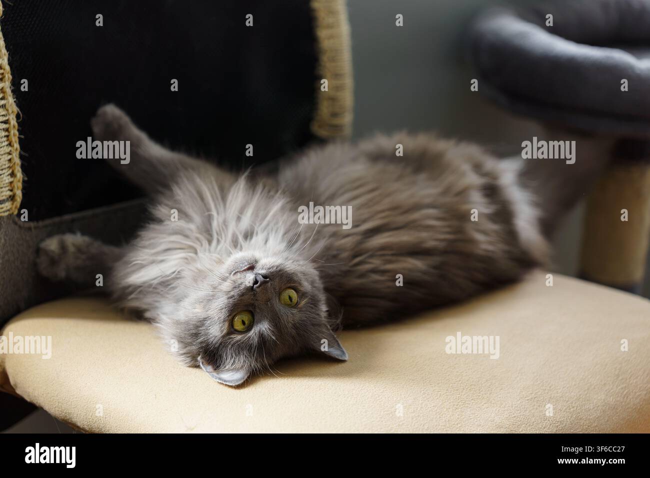 Fluffy grey cat lying upside down on a chair, showing a playful and curious expression while looking directly at the camera in a cozy home Stock Photo