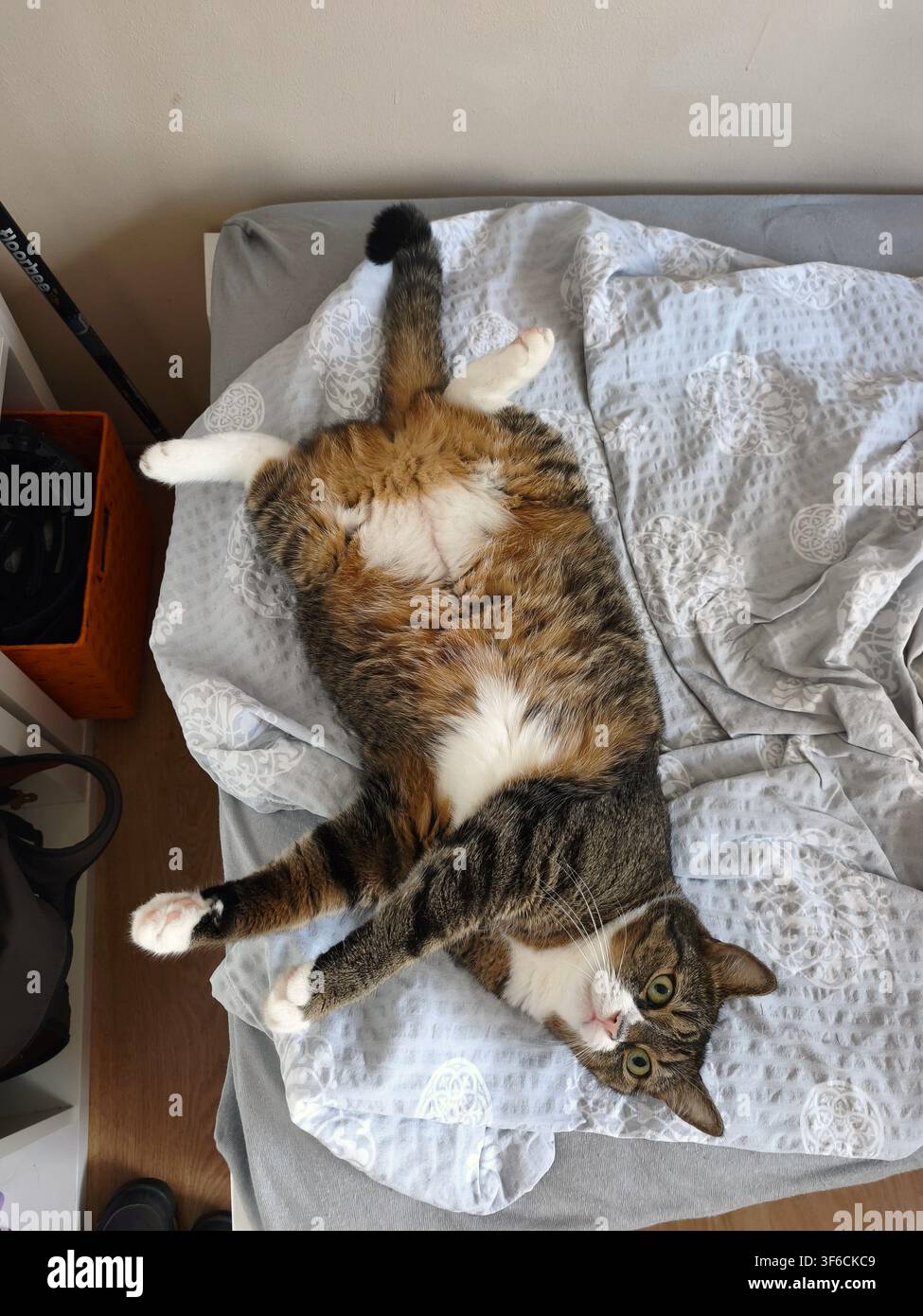 Funny fat tabby cat lying on its back on a messy bed looking at camera - Smartphone Captured Stock Image