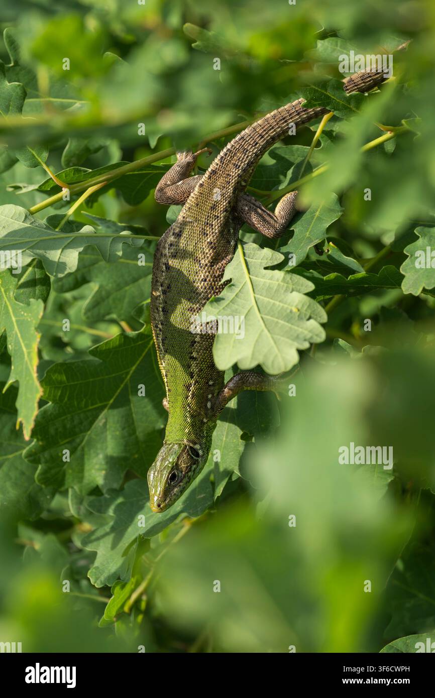 Sand Lizard, Lacerta agilis, Bulgaria Stock Photo
