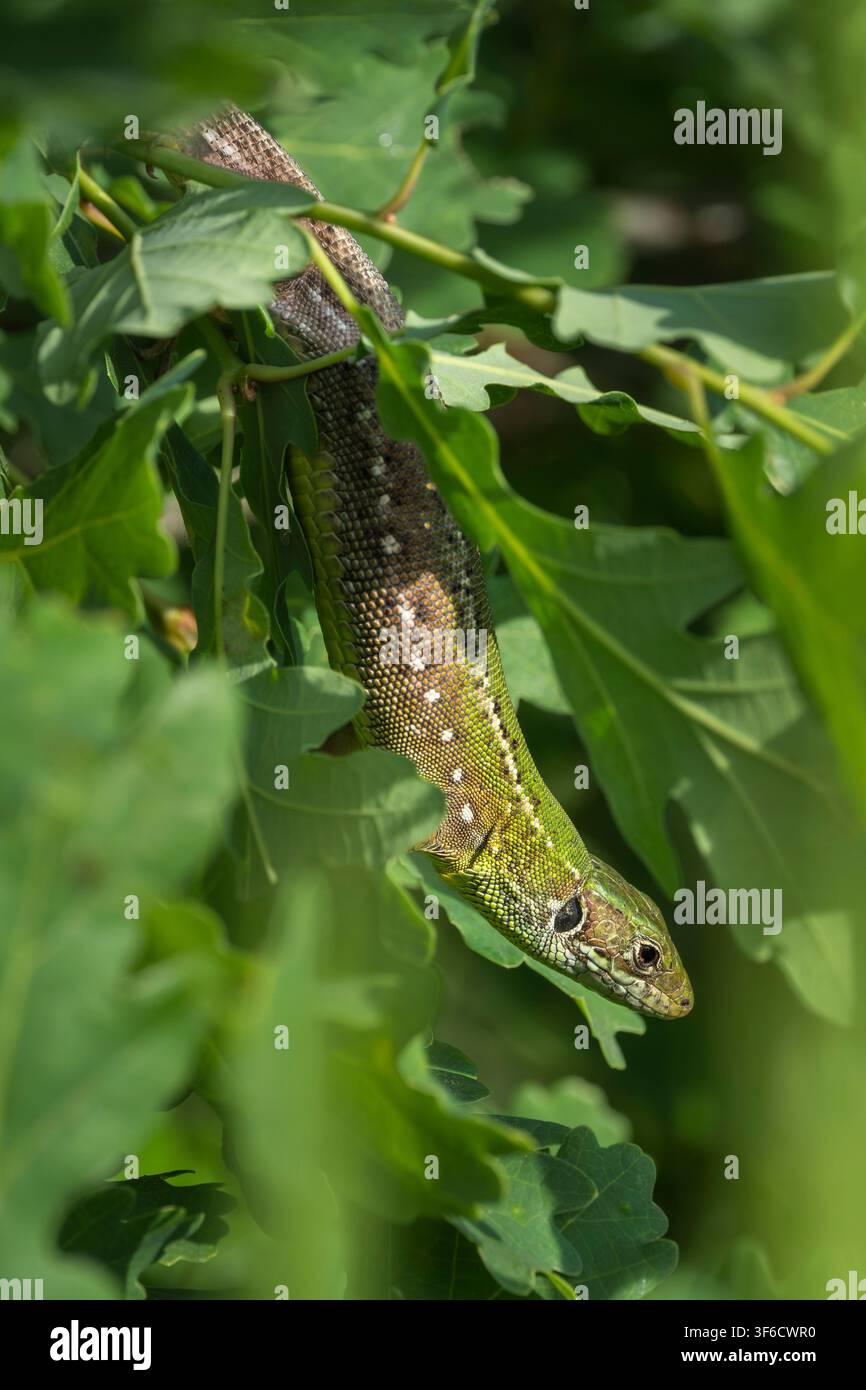 Sand Lizard, Lacerta agilis, Bulgaria Stock Photo