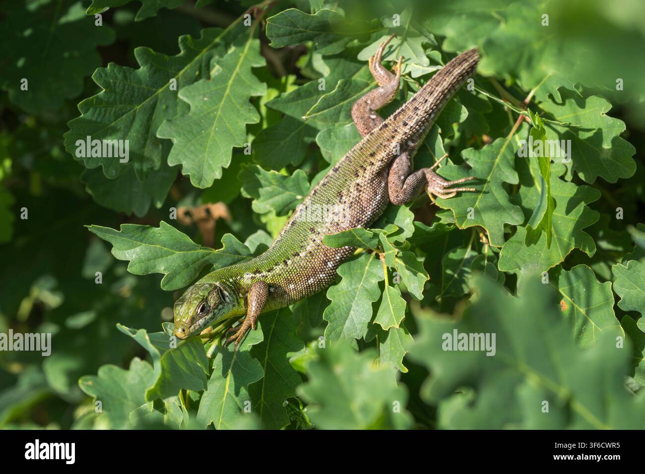 Sand Lizard, Lacerta agilis, Bulgaria Stock Photo