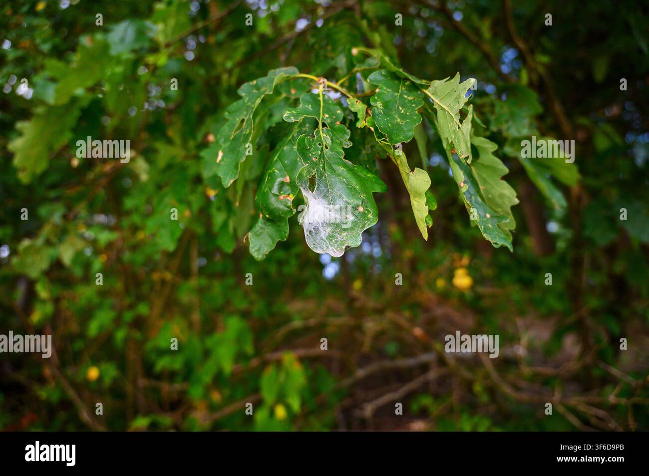 Close-up of green oak leaves with a delicate spider web on a branch. Stock Photo