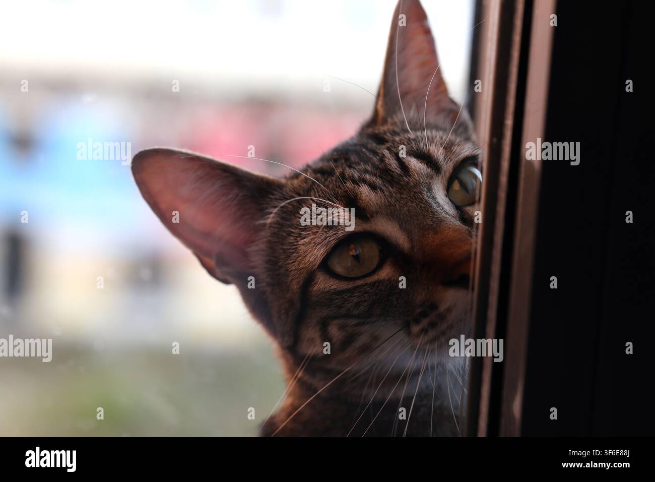 Tabby cat looking out through a window from a dark interior Stock Photo