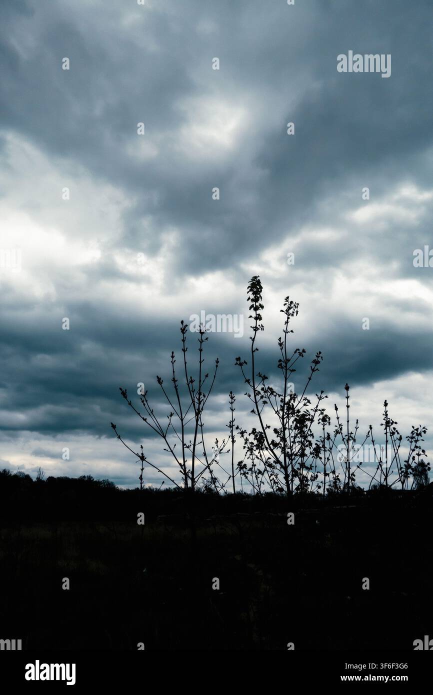 Dark storm clouds gather over a rural field and distant tree line, creating a dramatic, foreboding landscape before heavy rain Stock Photo