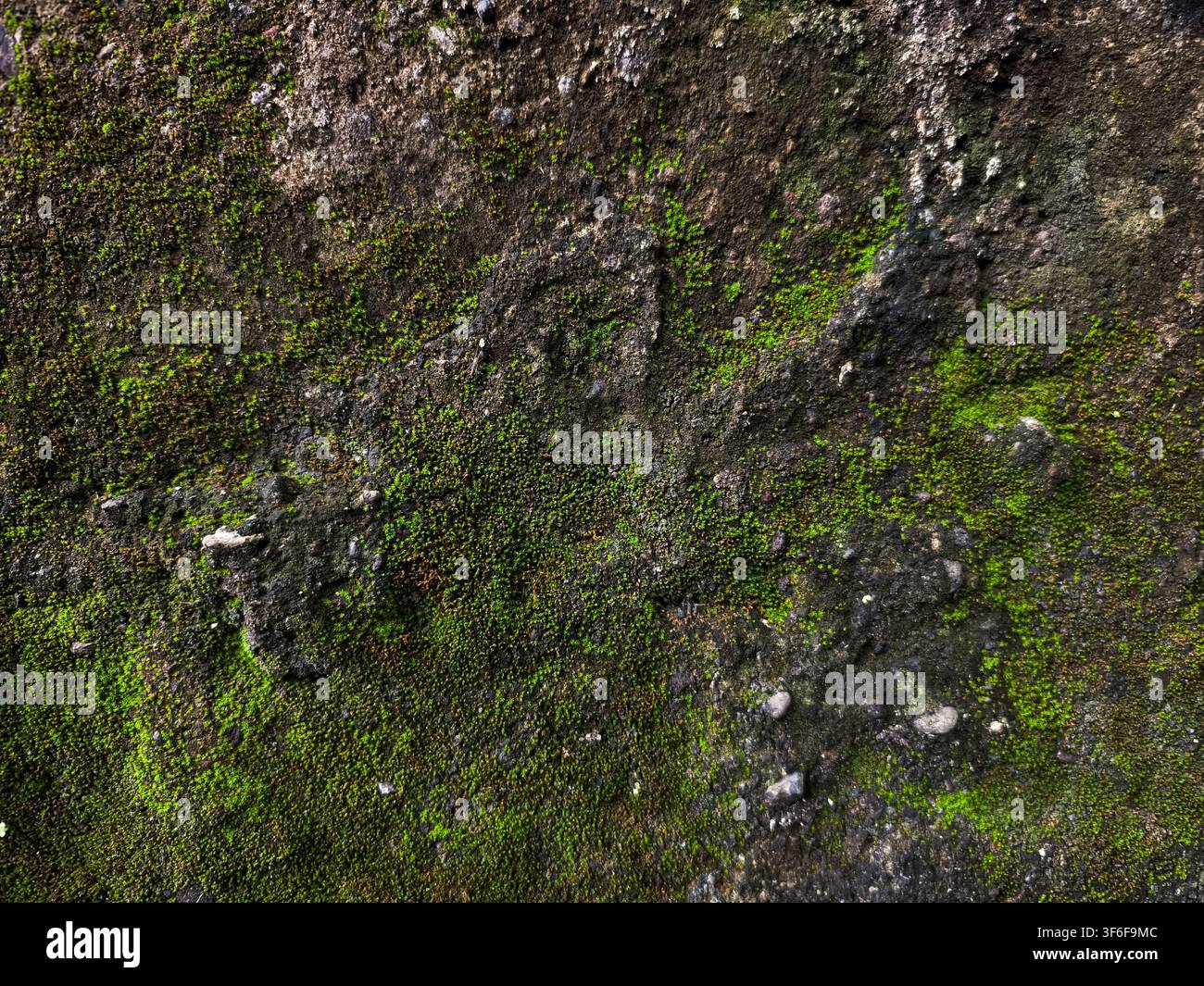 Green Moss Growing on Old Rough Concrete Wall Texture. Stock Photo