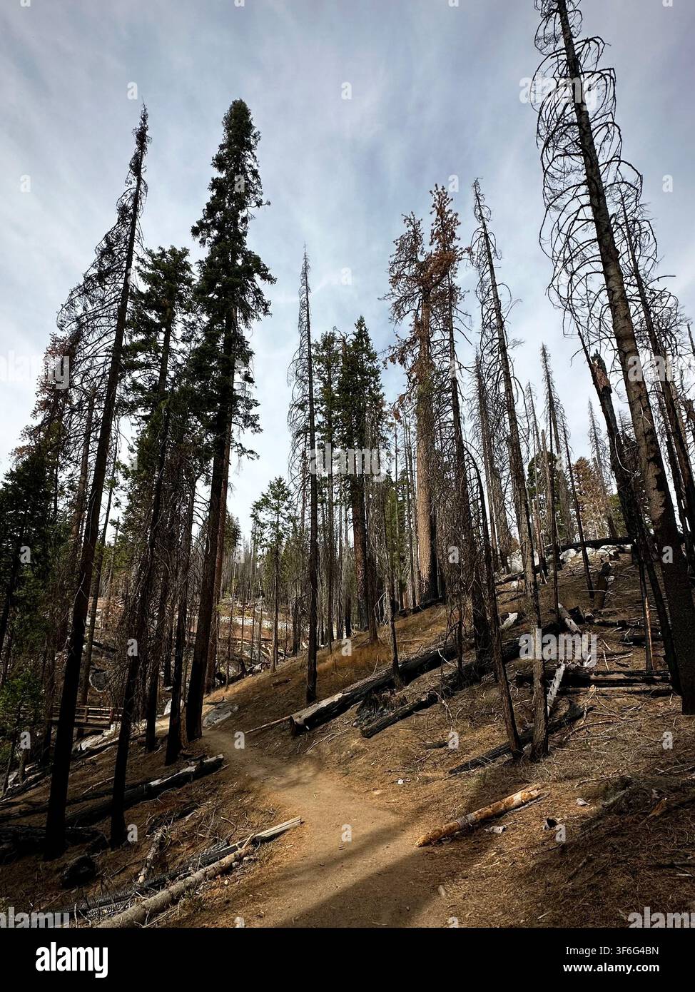 Fire-Scorched Forest Trail (Yosemite National Park, California, USA) Stock Photo