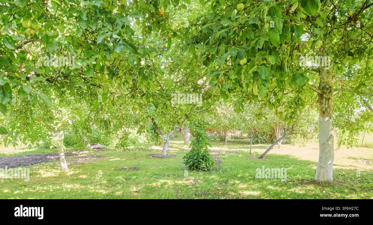 An old fruit orchard in the summer. Stock Photo