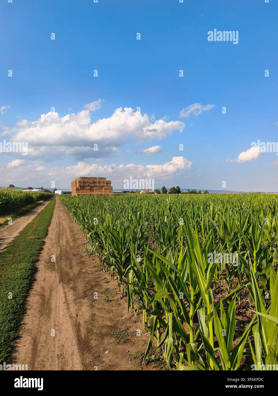 Green corn field with a dirt path and a stack of hay bales under a blue sky with white clouds - Smartphone Captured Stock Image