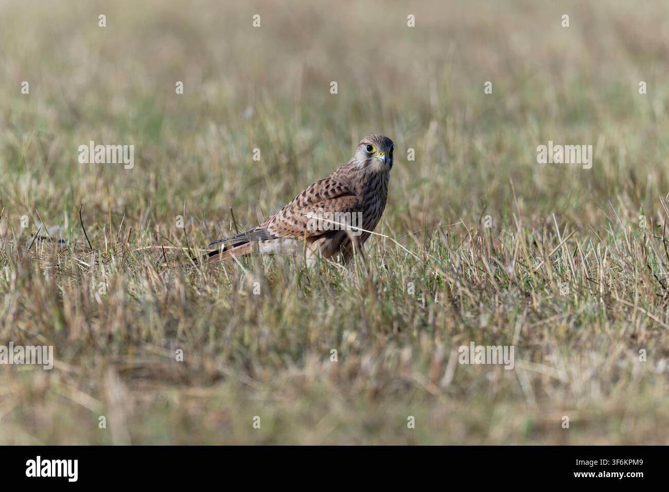 Up Close: Common Kestrel (Falco tinnunculus) Walking on the Ground Stock Photo