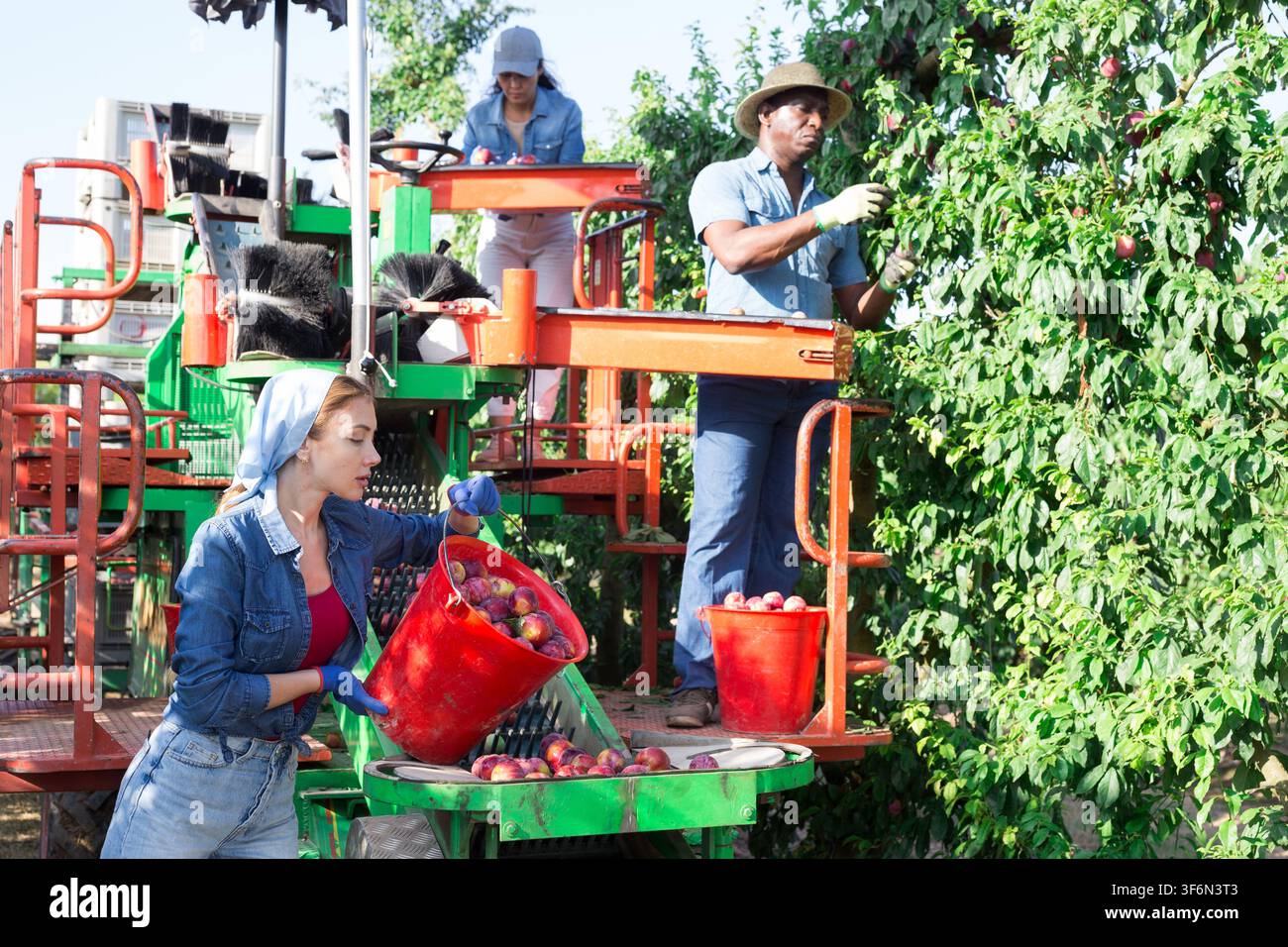 Farmers working on harvesting platform, picking plums Stock Photo