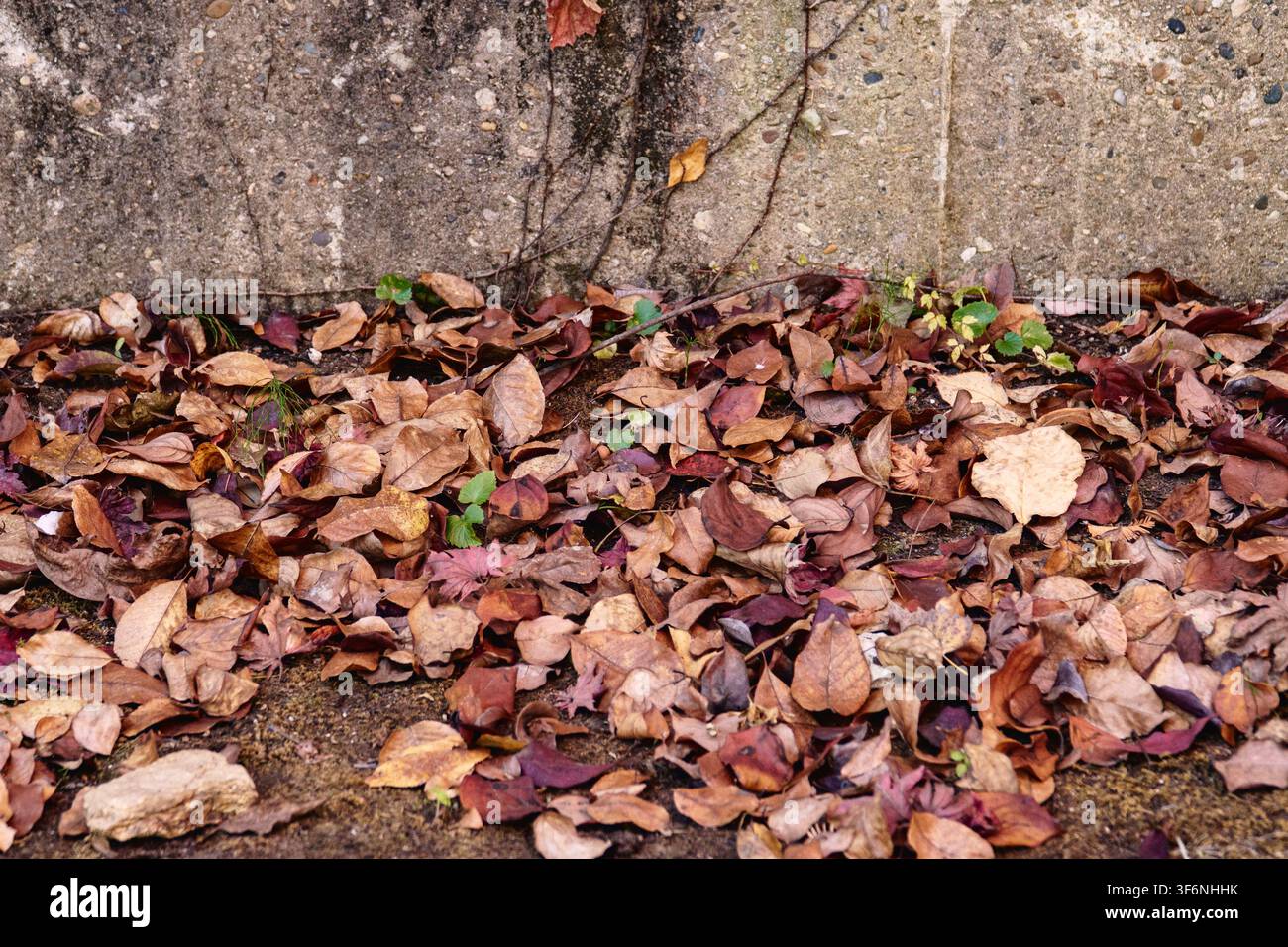 Dry fallen leaves on autumn ground Stock Photo