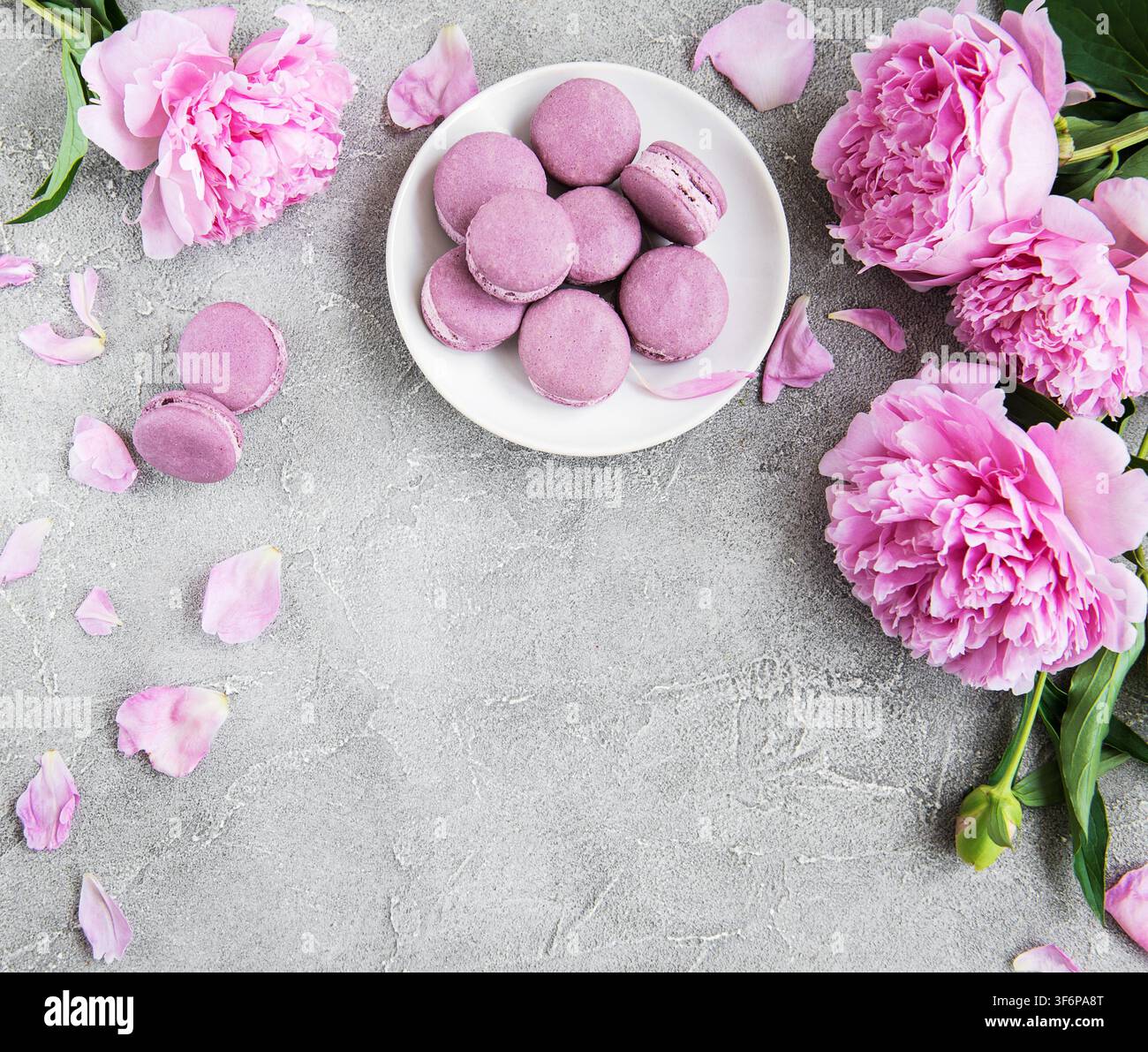 Pink peony with macarons on a concrete background Stock Photo