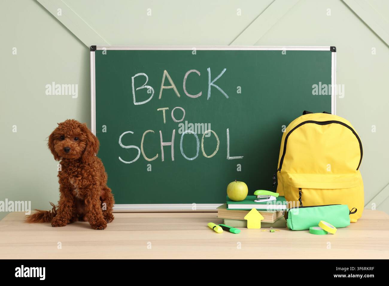 Cute brown poodle puppy sitting on a wooden desk with a green chalkboard displaying "back to School" text Stock Photo