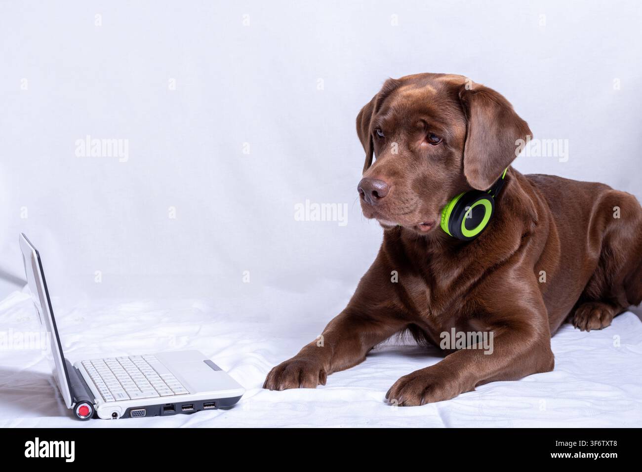 Chocolate labrador with headphones using laptop on white fabric background. concept of music and pets, humorous concept of tech-savvy pet Stock Photo